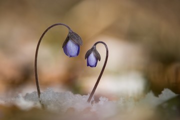 Blue-purple spring flower hepatica hepatica on nature background.