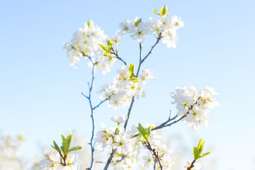Fototapeta na wymiar Blooming sakura tree on sky background in garden or park. Cherry blossom. Japanese spring scenics Spring flowers, Spring Background, Spring nature.