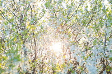 Blooming sakura tree on sky background in garden or park. Cherry blossom. Japanese spring scenics Spring flowers, Spring Background, Spring nature.