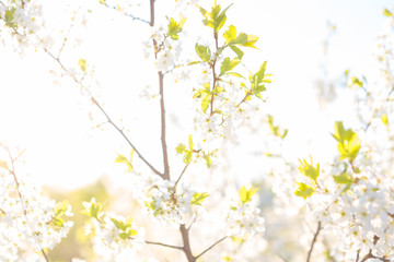 Obraz na płótnie Canvas Blooming sakura tree on sky background in garden or park. Cherry blossom. Japanese spring scenics Spring flowers, Spring Background, Spring nature.