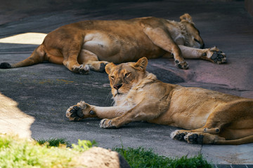 Fototapeta na wymiar 雌ライオンの昼寝