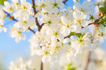 Fototapeta na wymiar Blooming sakura tree on sky background in garden or park. Cherry blossom. Japanese spring scenics Spring flowers, Spring Background, Spring nature.