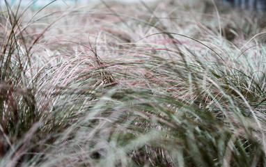 Close-up of of sedge varieties petriei 
