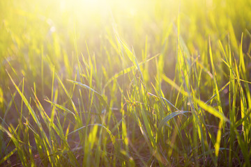 Yellow grass close up at sunrise or sunset with sun rays