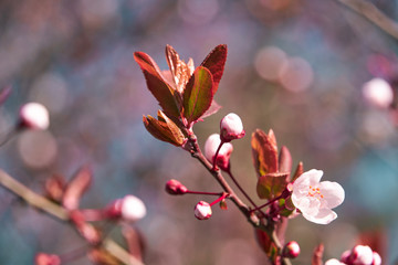 bright pink and white flowers on trees, blooming, spring landscape, beautiful background