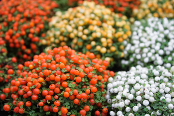 Close up of tiny bushes of the Nerter plant: bright orange, yellow and white. Selective focus....