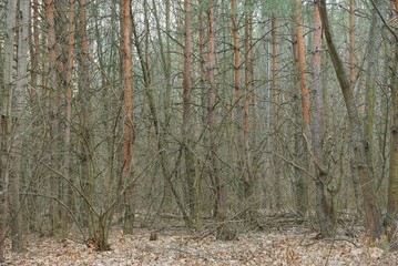 brown pine trees and gray bushes in the overgrown autumn forest