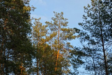 the tops of green pine conifers in the forest against a blue sky