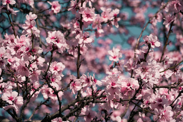 bright pink and white flowers on trees, blooming, spring landscape, beautiful background