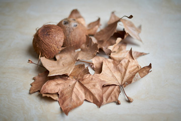 Dried leaves piled and Coconut shell in the center of the frame