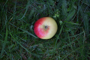 A red apple fallen from a tree