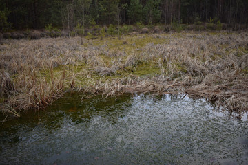 Swamp in the forest