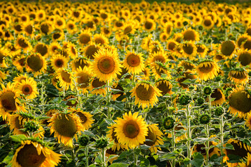 Eye level view of a sunflower field on a sunny day with one sunflower plant standing out from the rest