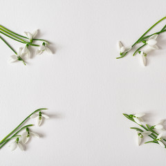 Creative layout made with snowdrop flowers on bright background. Minimal nature love idea. Spring flowers concept.