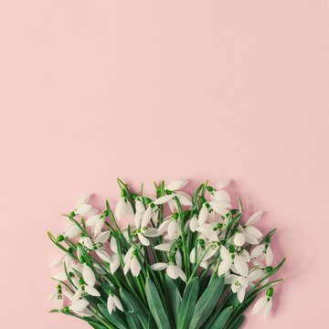 Creative layout made with snowdrop flowers on pink background. Minimal nature love background. Spring flowers concept.