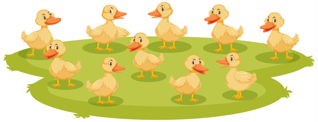 Naklejka premium Lotd of baby ducklings on the ground