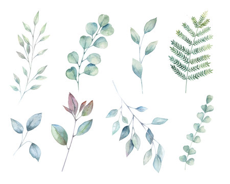 Watercolor greenery set. Hand drawn winter illustration with eucalyptus branch and leaves. Vintage botanical plant