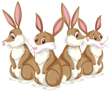 Brown bunnies on white background