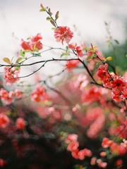 Blooming red flowers closeup. Spring flowering. Blooming tree on blue sky background.