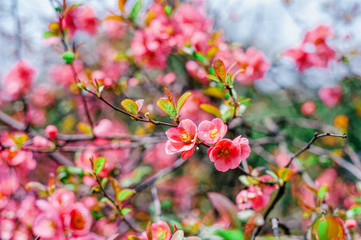 Blooming sakura flowers closeup. Blooming btanches on blue sky background.