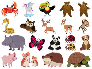 Large set of wild animals on white background