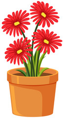 Pot of red flowers on white background