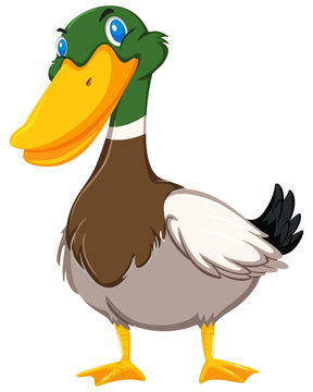 Cute duck on white background