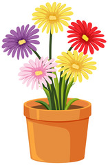Pot of colorful flowers on white background