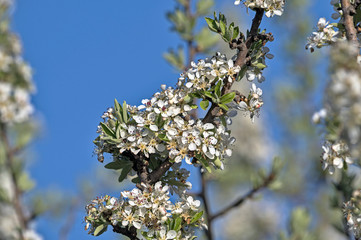 Pyrus amygdaliformis, also known as the almond-leaved pear, Greece