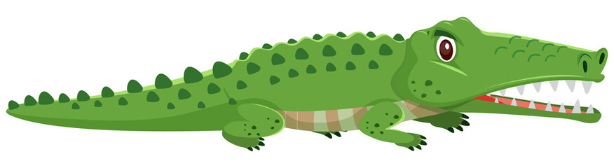 Wild crocodile on white background