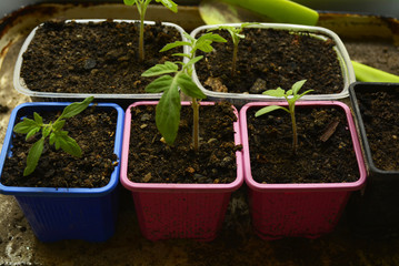 tomato seedlings in small pots