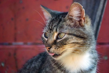 face of a beautiful cat on a background of a fence