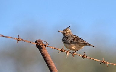 Crested Lark (Galerida cristata), Crete
