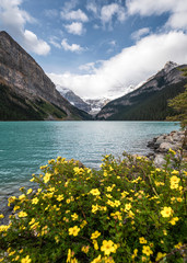 Fototapeta na wymiar Rocky Mountains with yellow flower in Lake Louise at Banff national park