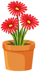 Pot of red flowers on white background