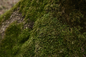 Green moss at the northern bottom of tree stem in forest woods park. Natural background. Moss texture.