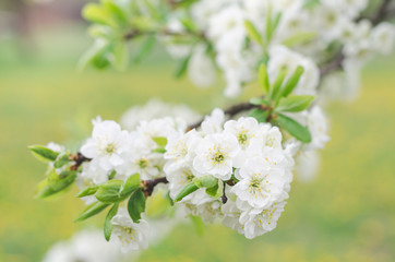 Beautiful flowering plum tree branch in the spring garden, selective focus