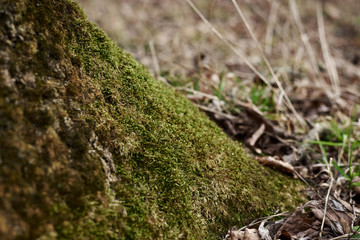 Green moss at the northern bottom of tree stem in forest woods park. Natural background. Moss texture.