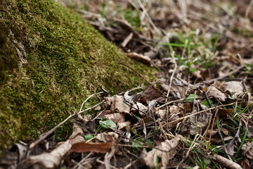 Green moss at the northern bottom of tree stem in forest woods park. Natural background. Moss texture.