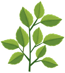 Green leaves on the branch on white background