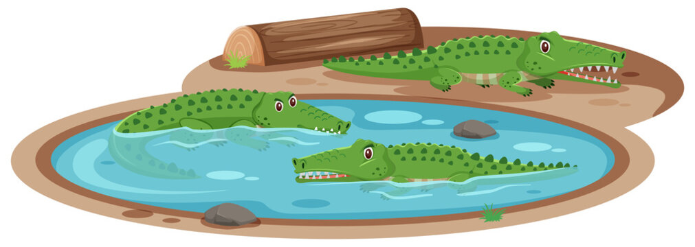 Three crocodiles in the pond on white background