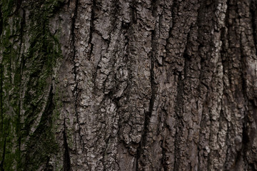 A part of old tree stem, covered with brown bark and green moss in forest woods in winter. Bare tree. Natural texture background