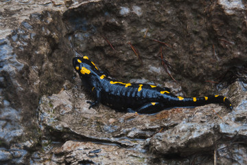 salamandra pezzata (Salamandra salamandra),ritratto in ambiente umido su roccia