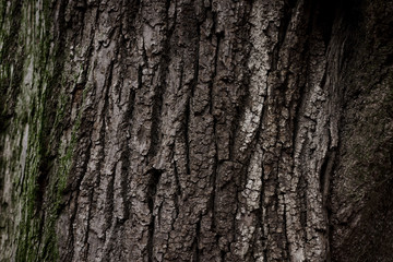 A part of old tree stem, covered with brown bark and green moss in forest woods in winter. Bare tree. Natural texture background