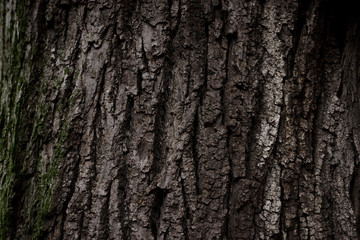 A part of old tree stem, covered with brown bark and green moss in forest woods in winter. Bare tree. Natural texture background