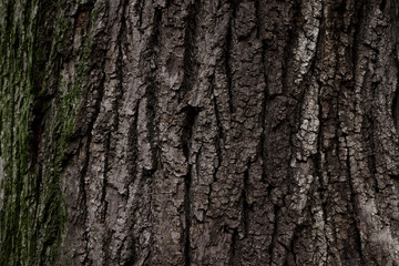 Fototapeta premium A part of old tree stem, covered with brown bark and green moss in forest woods in winter. Bare tree. Natural texture background