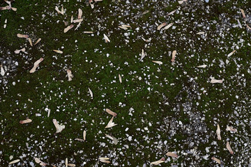 Ground texture with green moss and small grey stones and dried leaves. Natural background.