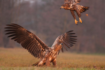 Obraz premium White - tailed eagles (Haliaeetus albicilla) in the morning.