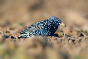 Starling on a field in spring season