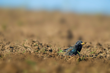 Starling on a field in spring season